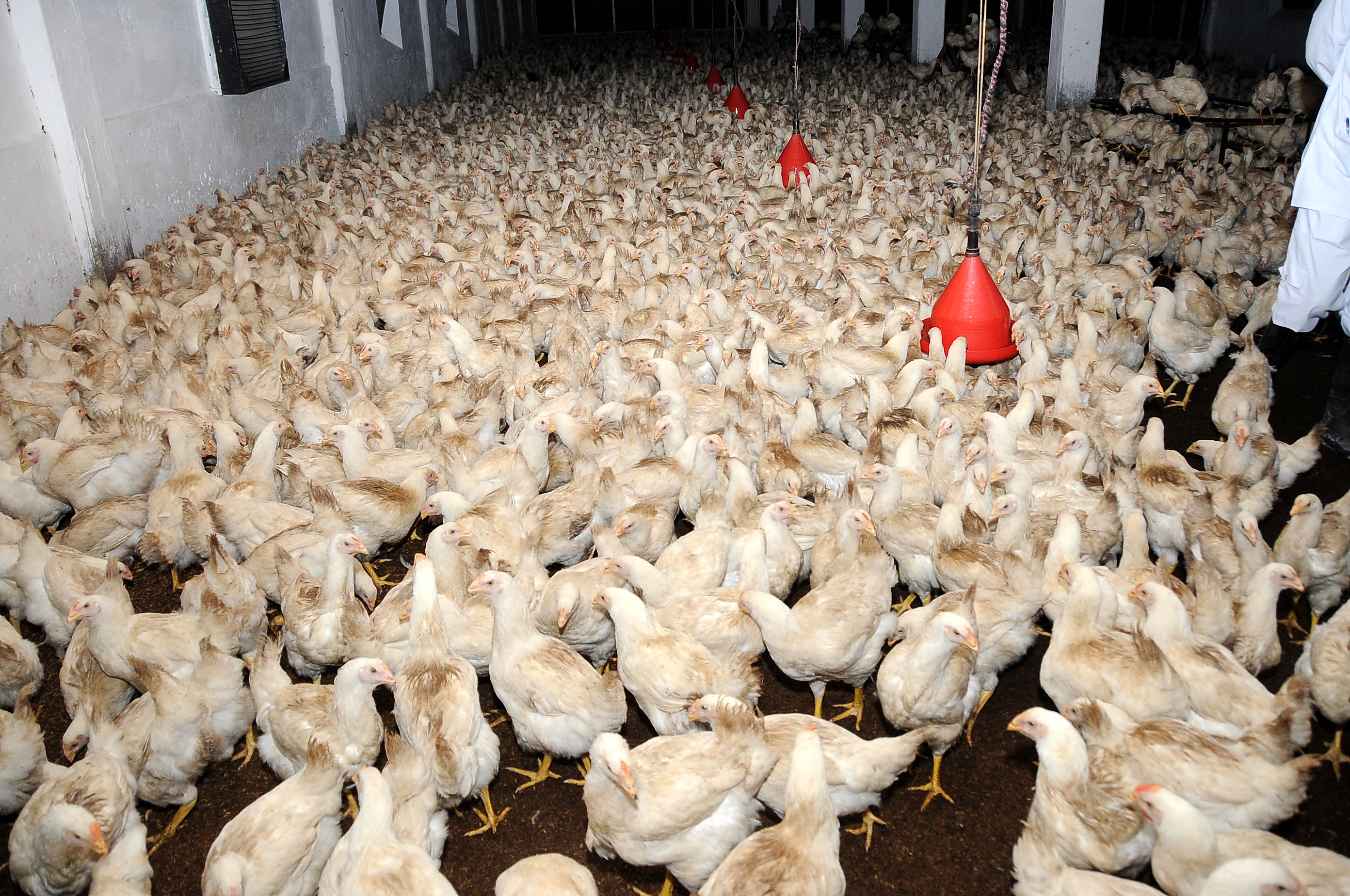 Modern poultry breeding farm interior