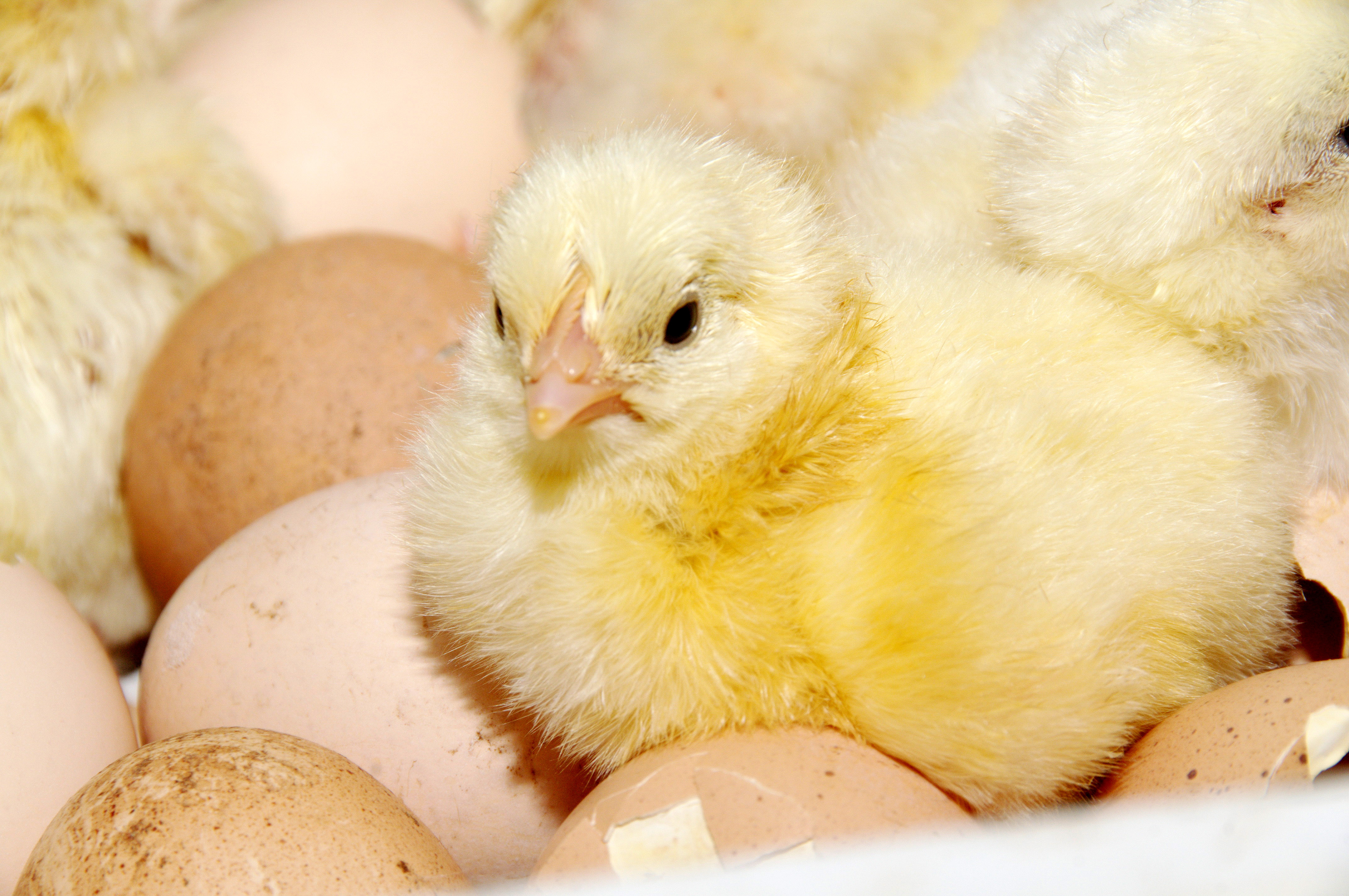 Hatchery — Gallery Photo