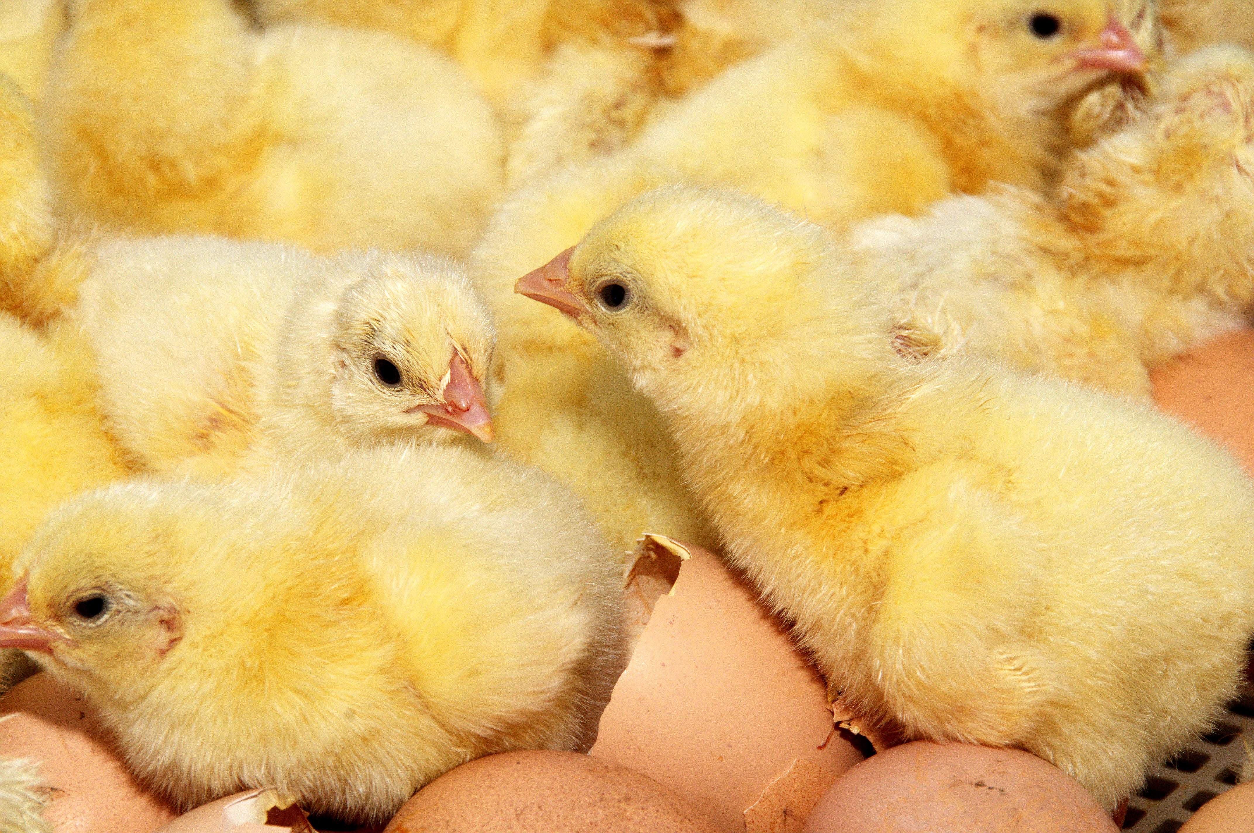 Hatchery — Gallery Photo