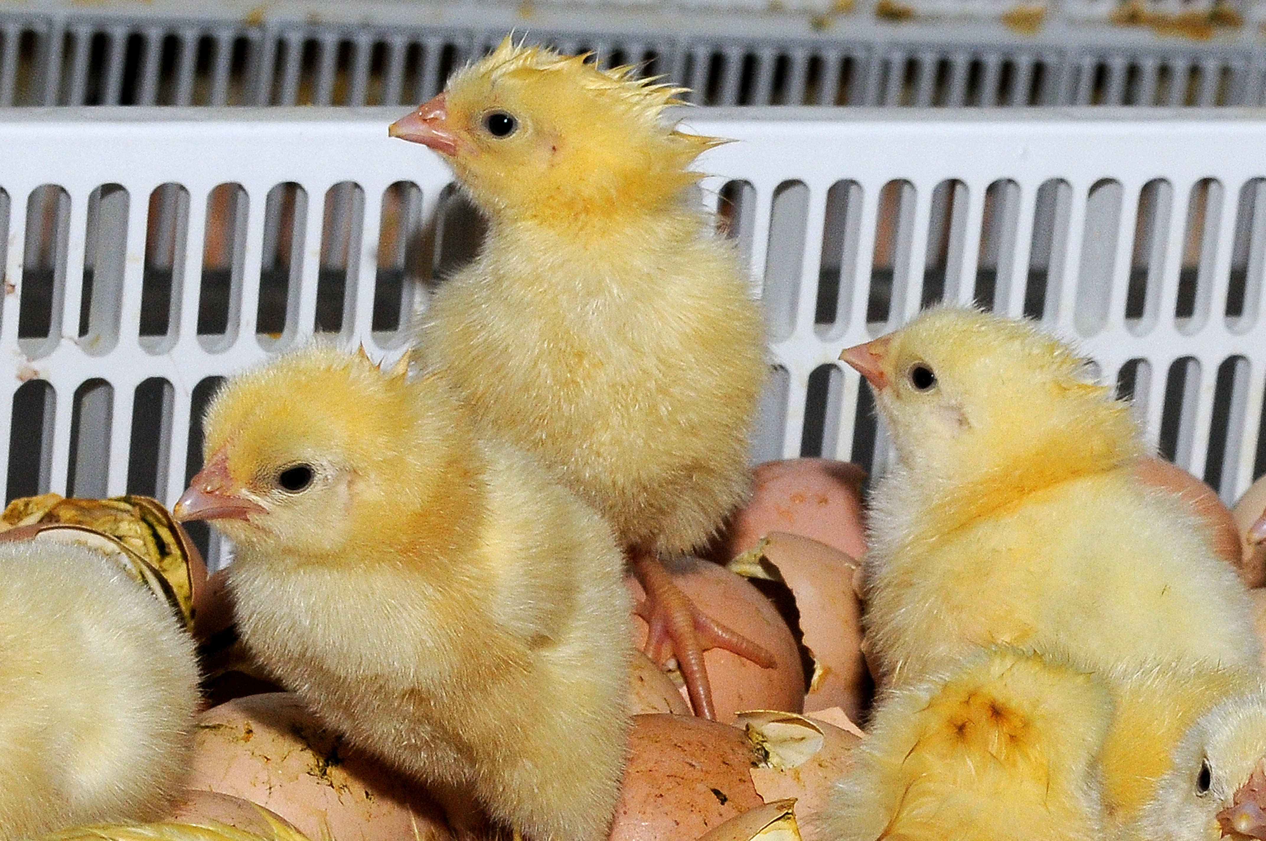 Hatchery — Gallery Photo