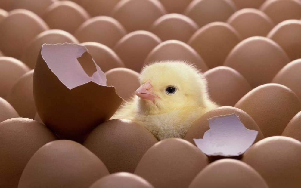 Modern Jadeed Group poultry breeding farm interior